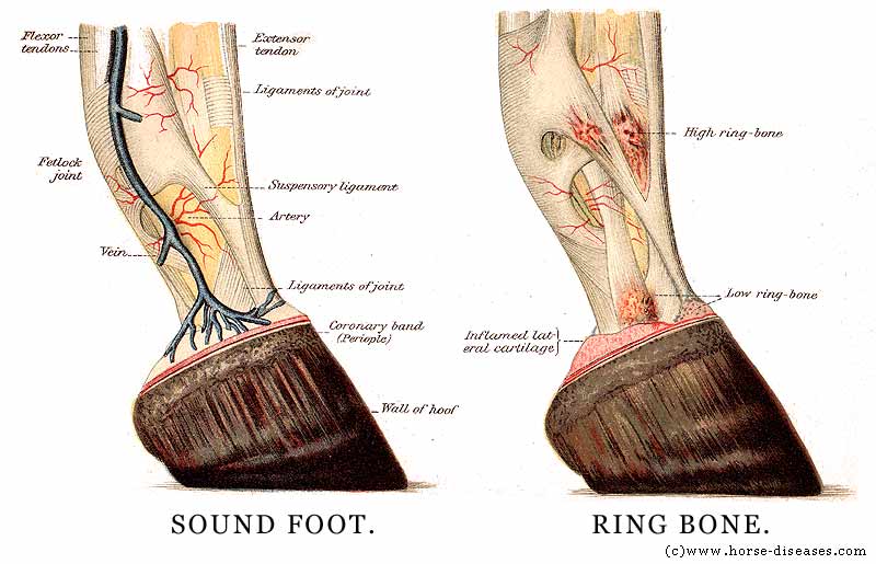 Anatomy horse foot/hoof picture
