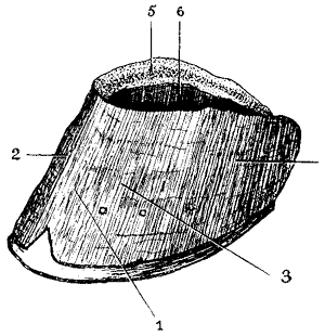 Anatomy of a horse hoof