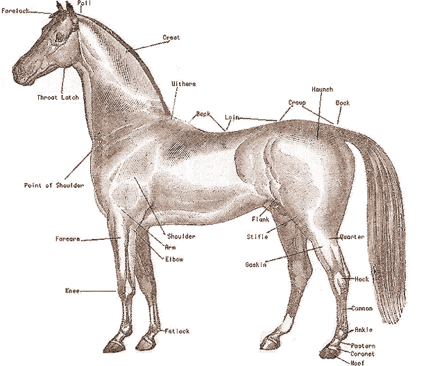 Horse anatomy