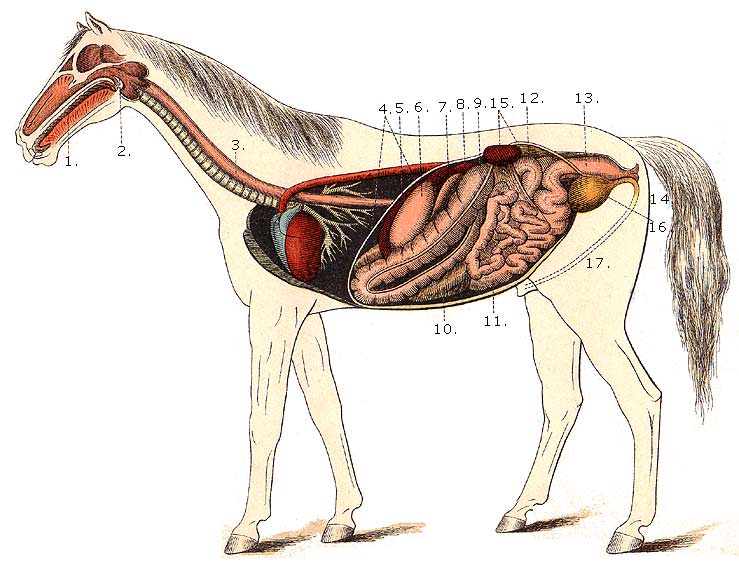 horse digestive system diagram picture