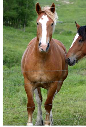 Horse on To Horse Diseases Com  This Website Gives Information On Common Horse