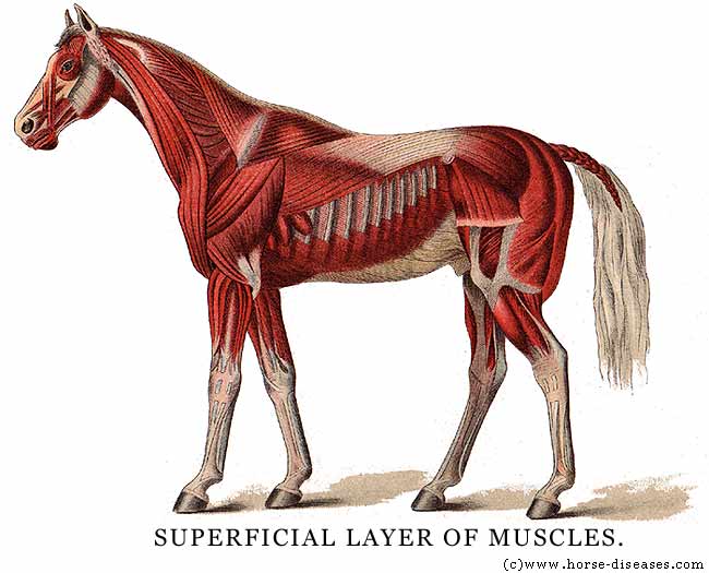 anatomy of foot. Anatomy horse foot/hoof