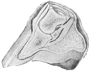 Acute laminitus in horses